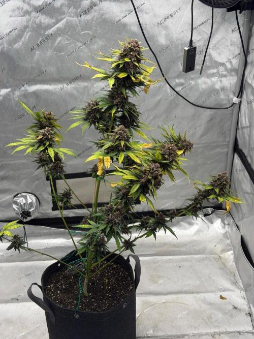 BlackBerry Auto - Fast Buds. Week 10