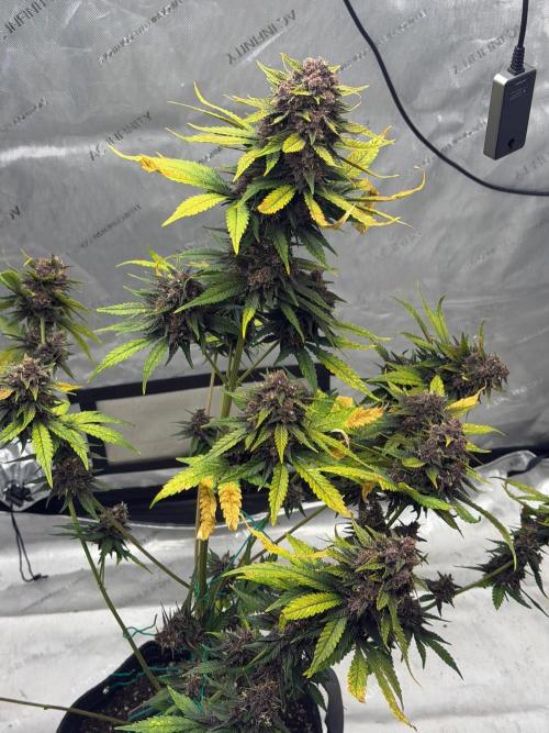 BlackBerry Auto - Fast Buds. Week 10