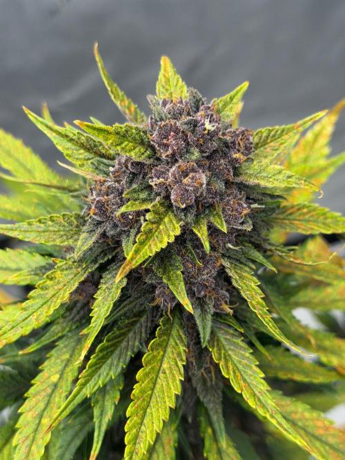 BlackBerry Auto - Fast Buds. Week 10