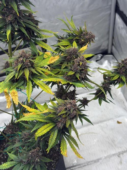 BlackBerry Auto - Fast Buds. Week 10