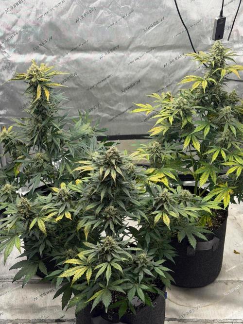 Mephisto Frost Factory. Week 9
