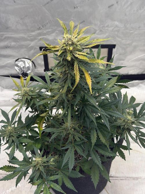 Mephisto Frost Factory. Week 9
