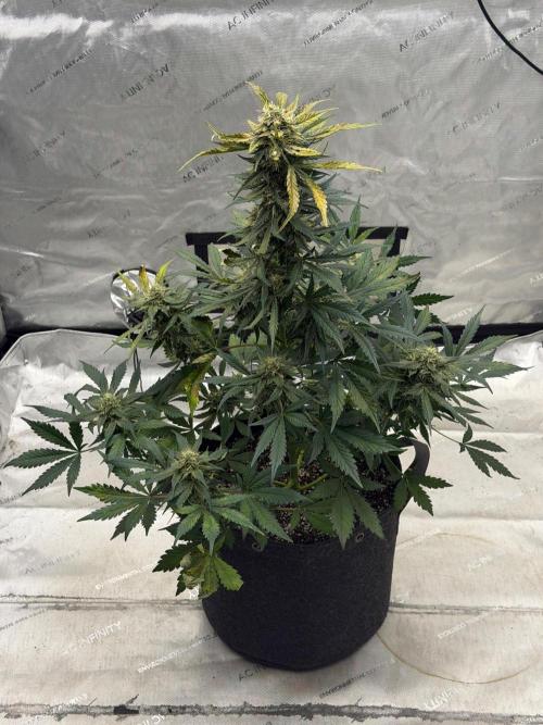 Mephisto Frost Factory. Week 9