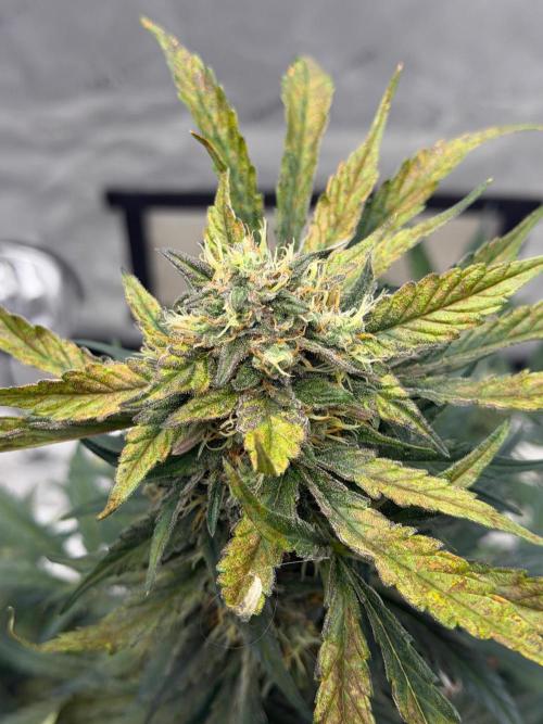 Mephisto Frost Factory. Week 9