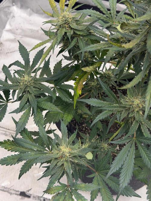 Mephisto Frost Factory. Week 9