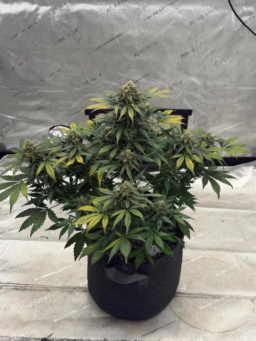 Mephisto Frost Factory. Week 9