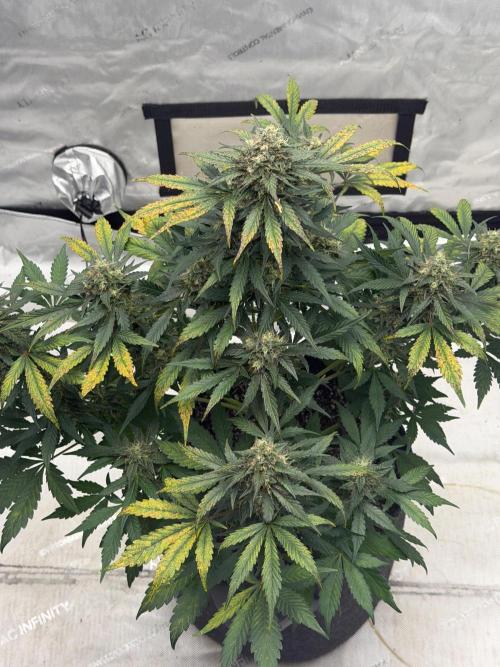Mephisto Frost Factory. Week 9