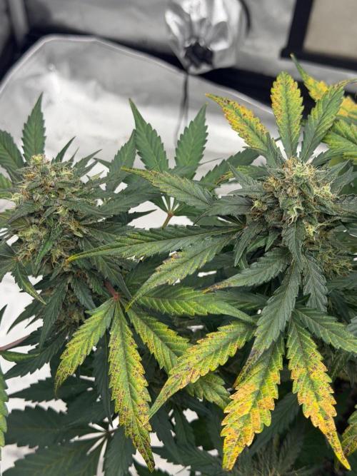 Mephisto Frost Factory. Week 9