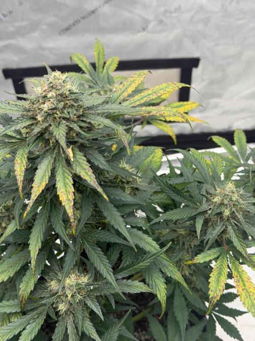 Mephisto Frost Factory. Week 9