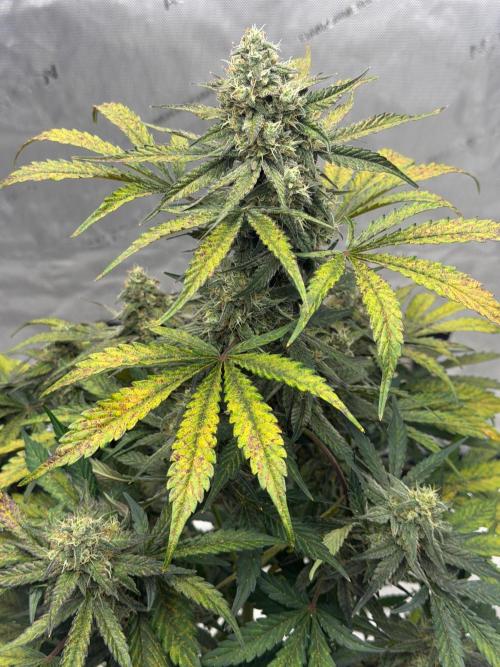 Mephisto Frost Factory. Week 9