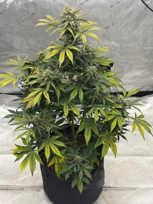 Mephisto Frost Factory. Week 9