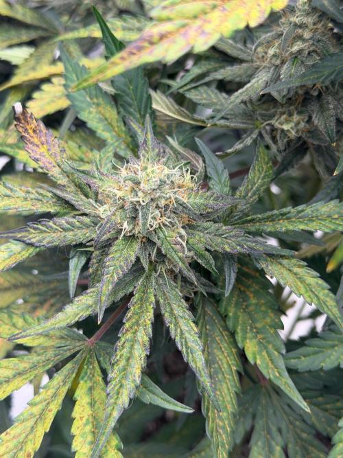 Mephisto Frost Factory. Week 9