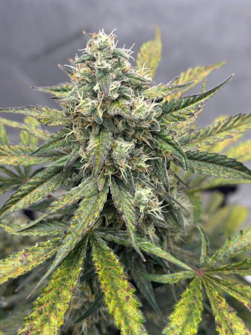 Mephisto Frost Factory. Week 9