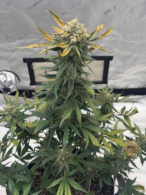Mephisto Frost Factory. Week 10