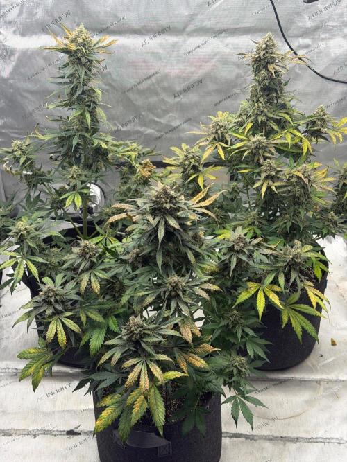 Mephisto Frost Factory. Week 10