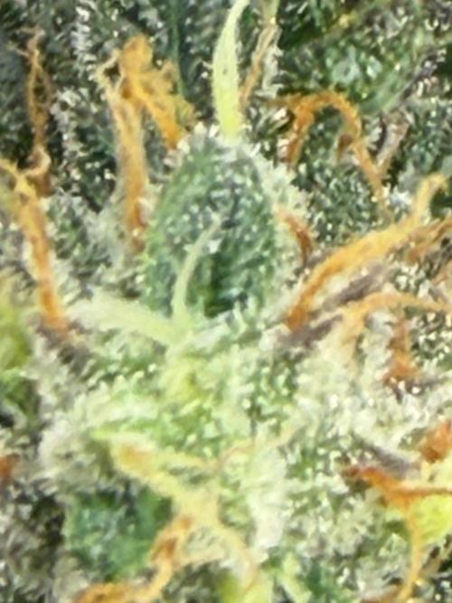 Mephisto Frost Factory. Week 10