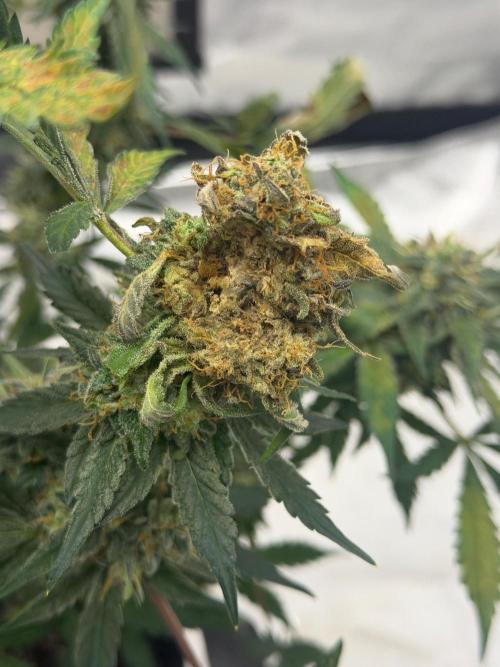 Mephisto Frost Factory. Week 10