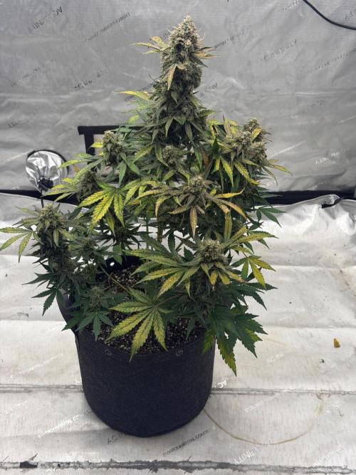 Mephisto Frost Factory. Week 10
