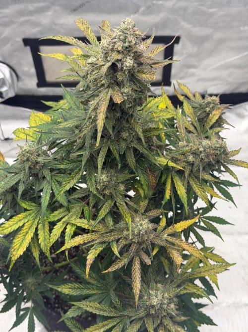 Mephisto Frost Factory. Week 10