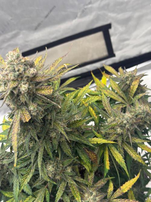 Mephisto Frost Factory. Week 10