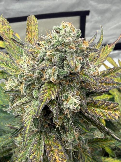 Mephisto Frost Factory. Week 10
