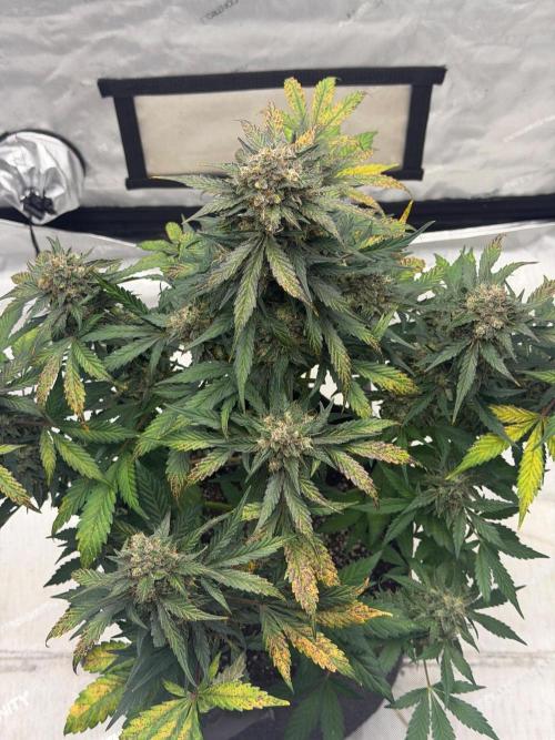 Mephisto Frost Factory. Week 10