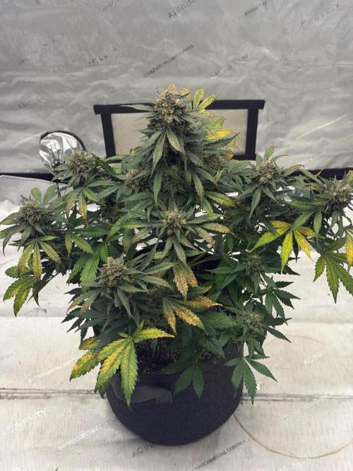 Mephisto Frost Factory. Week 10