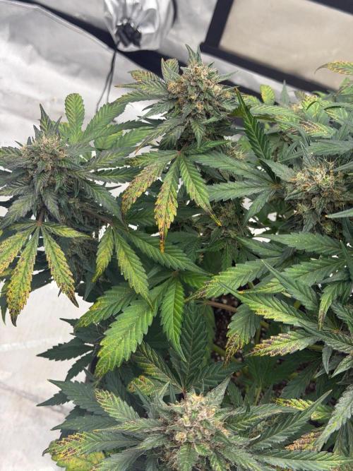 Mephisto Frost Factory. Week 10