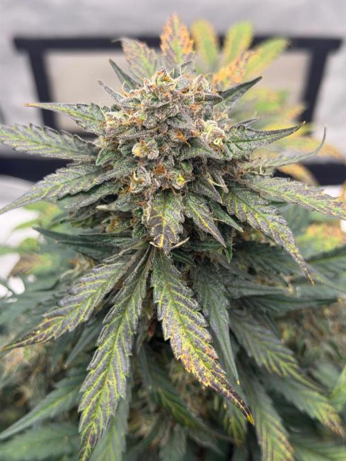 Frost Factory. Week 10