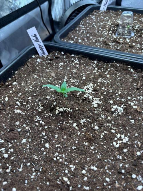 Spinner's come back.... Week 1 - 2L watering