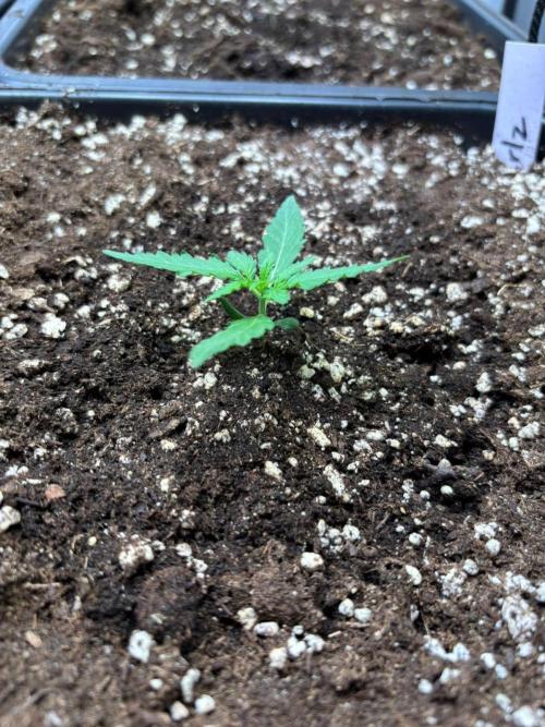 Spinner's come back.... Week 1 - 2L watering