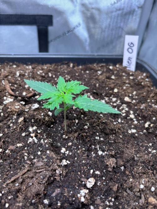 Spinner's come back.... Week 1 - 2L watering