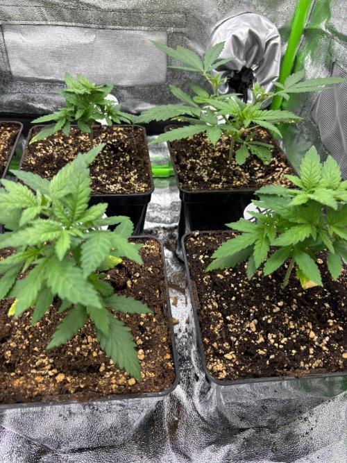 Mendocino Skunk Pheno Hunt. Week 3