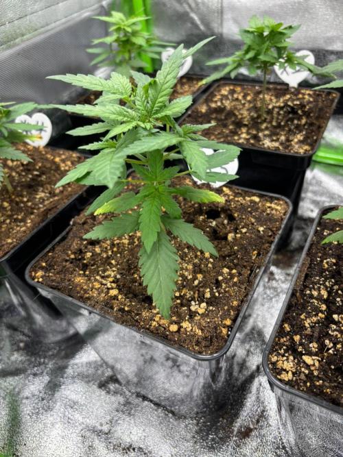 Mendocino Skunk Pheno Hunt. Week 3