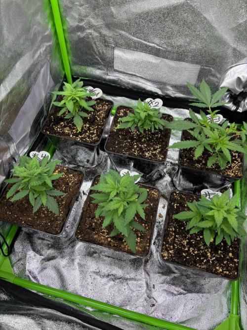 Mendocino Skunk Pheno Hunt. Week 3