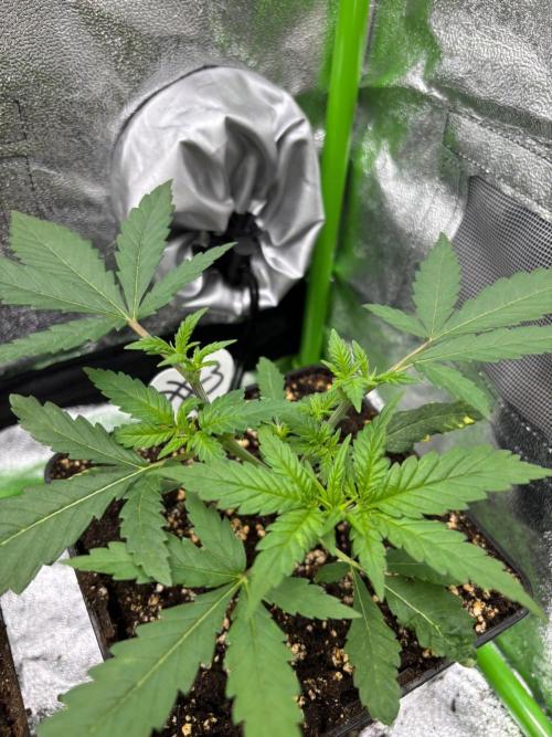 Mendocino Skunk Pheno Hunt. Week 3