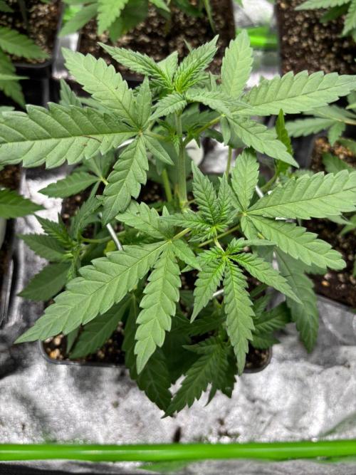 Mendocino Skunk Pheno Hunt. Week 4