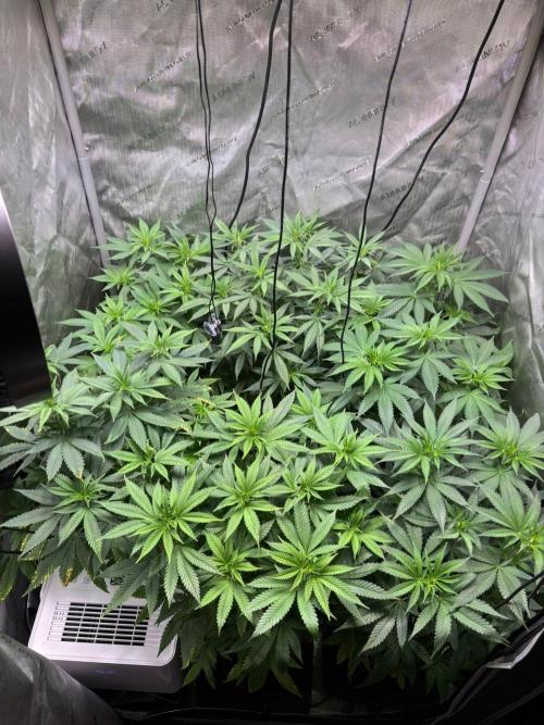 Mendocino Skunk Pheno Hunt. Week 6
