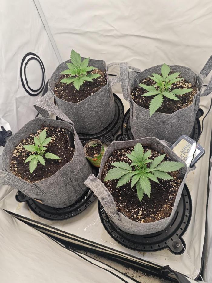 4 druhy. Week 2