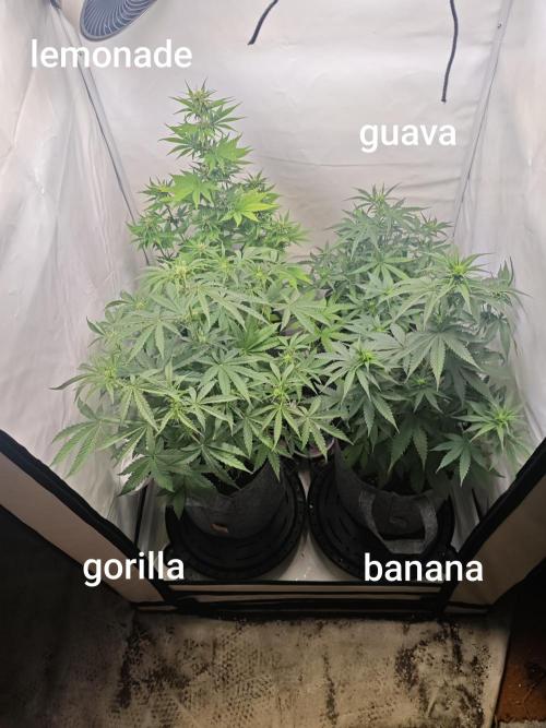 4 druhy. Week 5