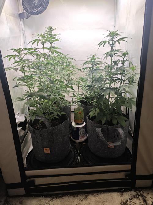 4 druhy. Week 5
