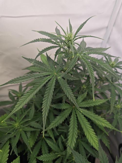 4 druhy. Week 5