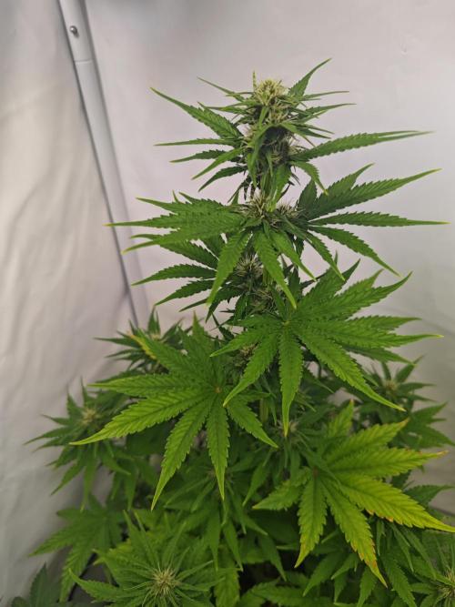 4 druhy. Week 5