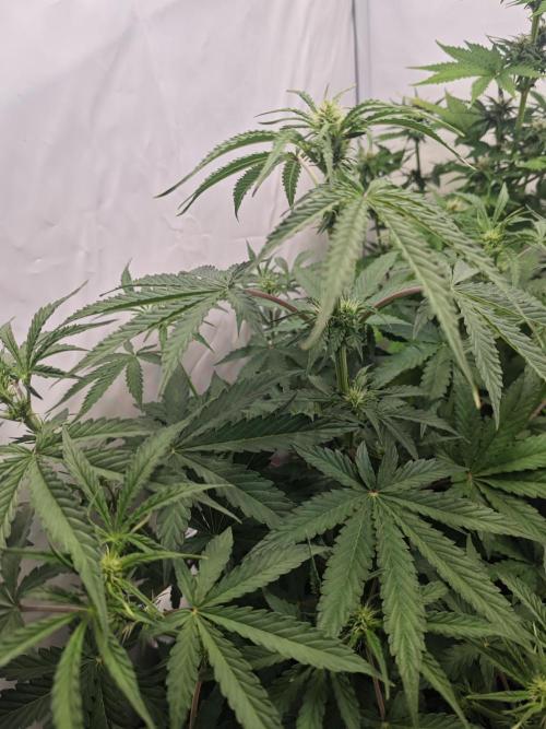 4 druhy. Week 5
