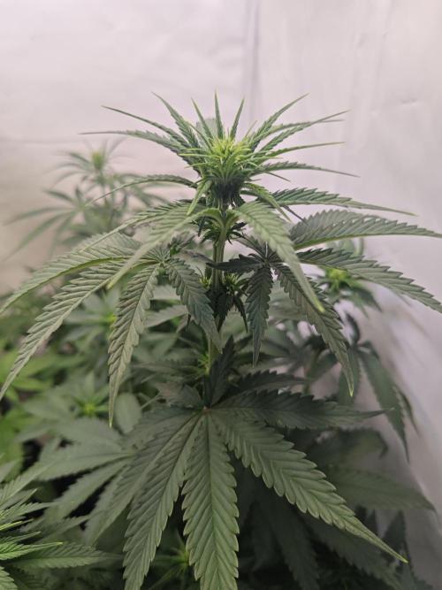 4 druhy. Week 5