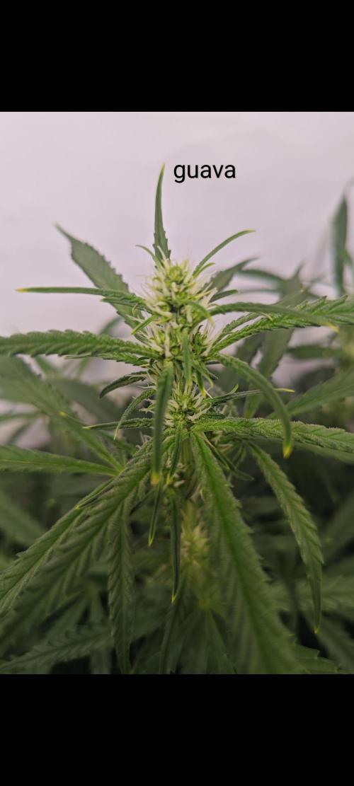 4 druhy. Week 6
