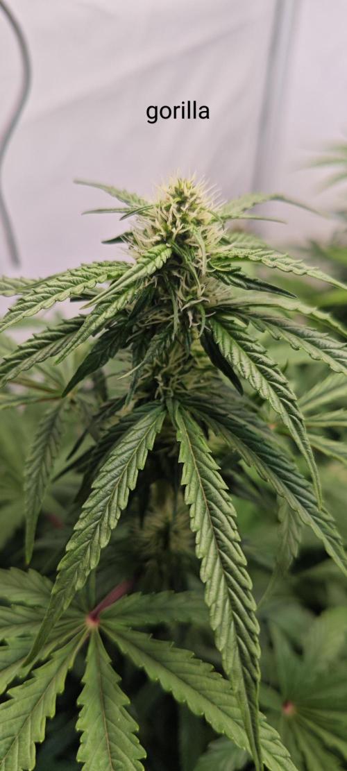 4 druhy. Week 6