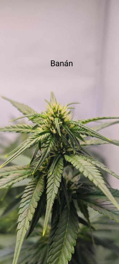 4 druhy. Week 6