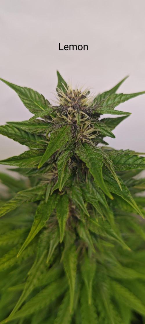 4 druhy. Week 6