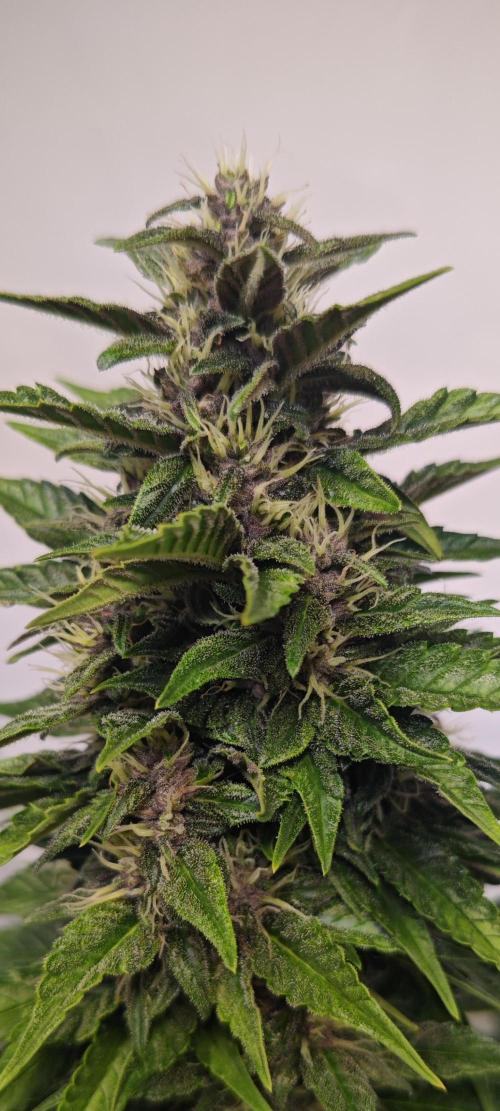 4 druhy. Week 7